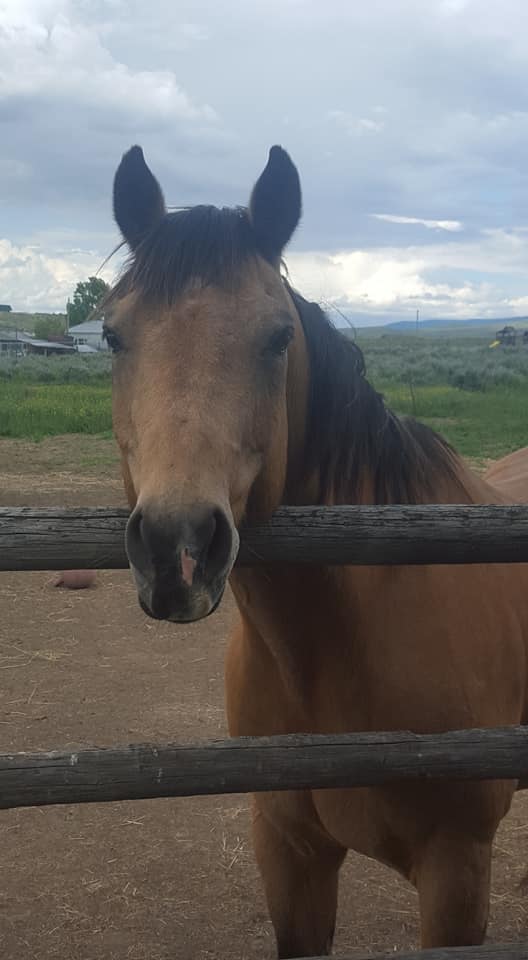 head shot of rescue horse over fence