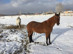 rescue horse in snow