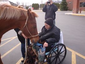 therapy rescue horse