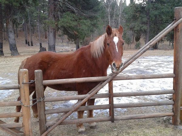 rescue horse near fence