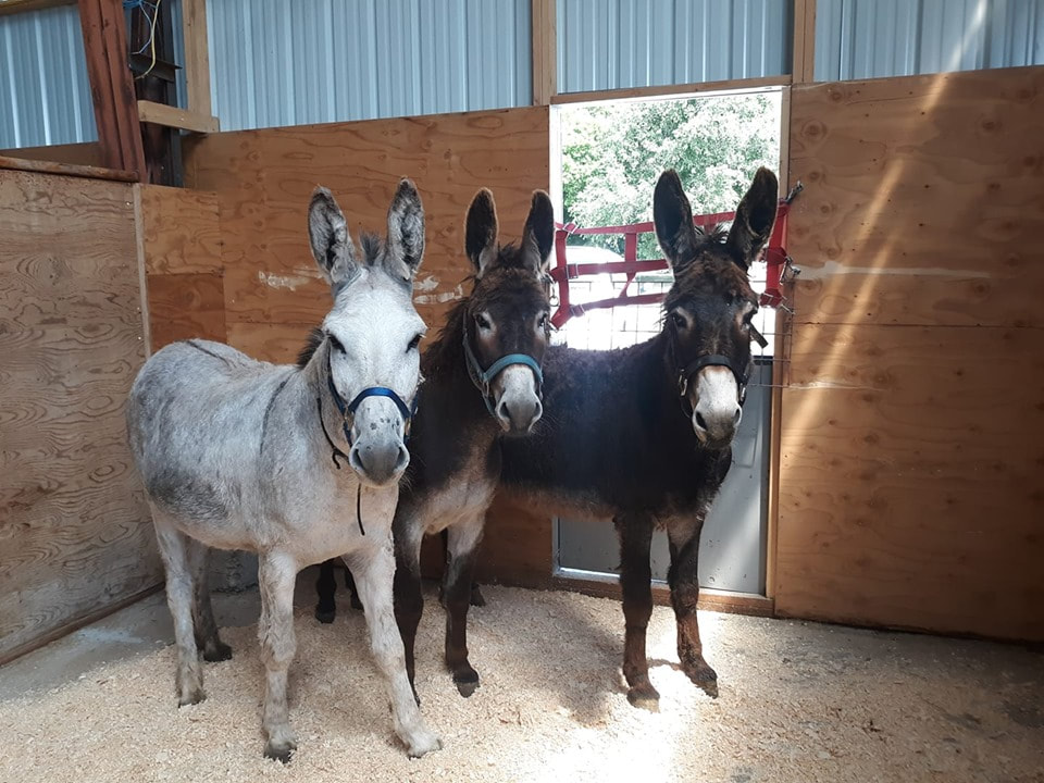 rescue donkeys in stall