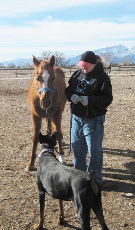 rescue horse with handler