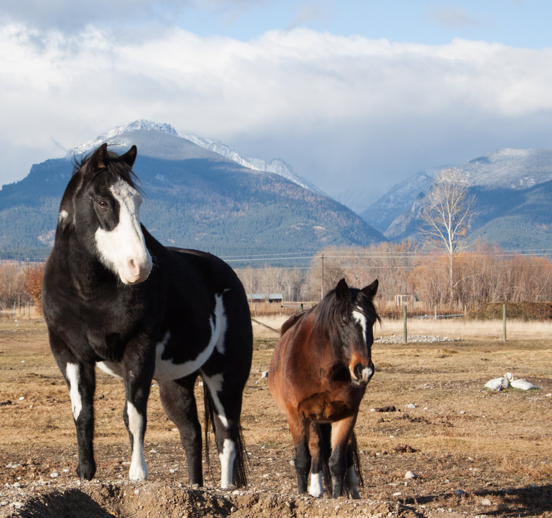 two rescue horses in field